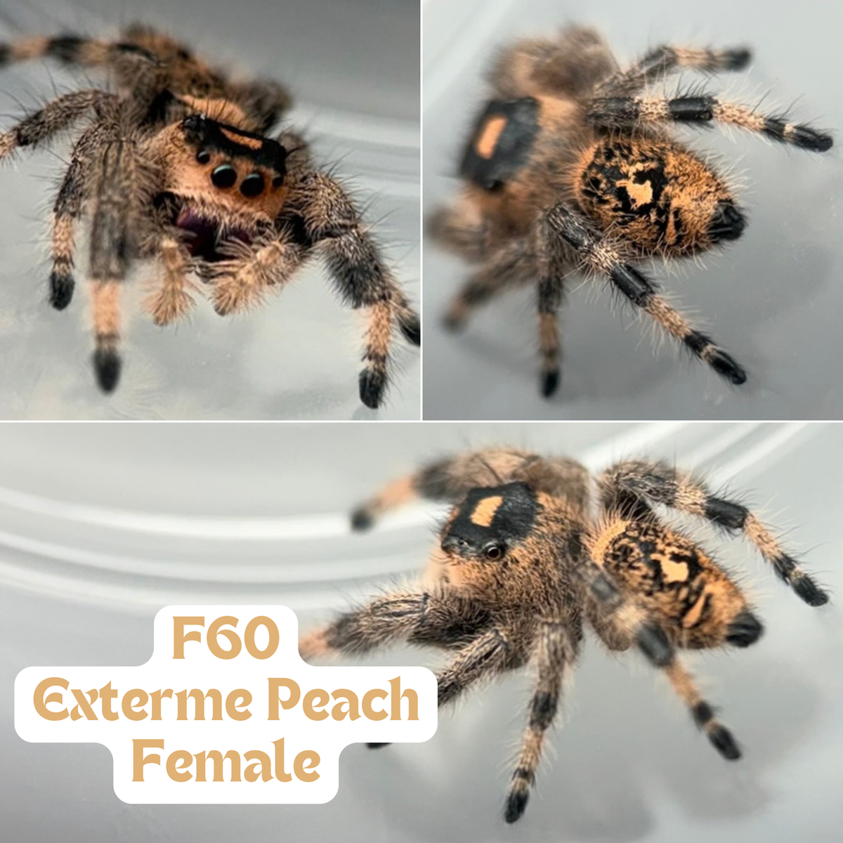 Odd Marking - Regal Jumping Spider (Phidippus regius)