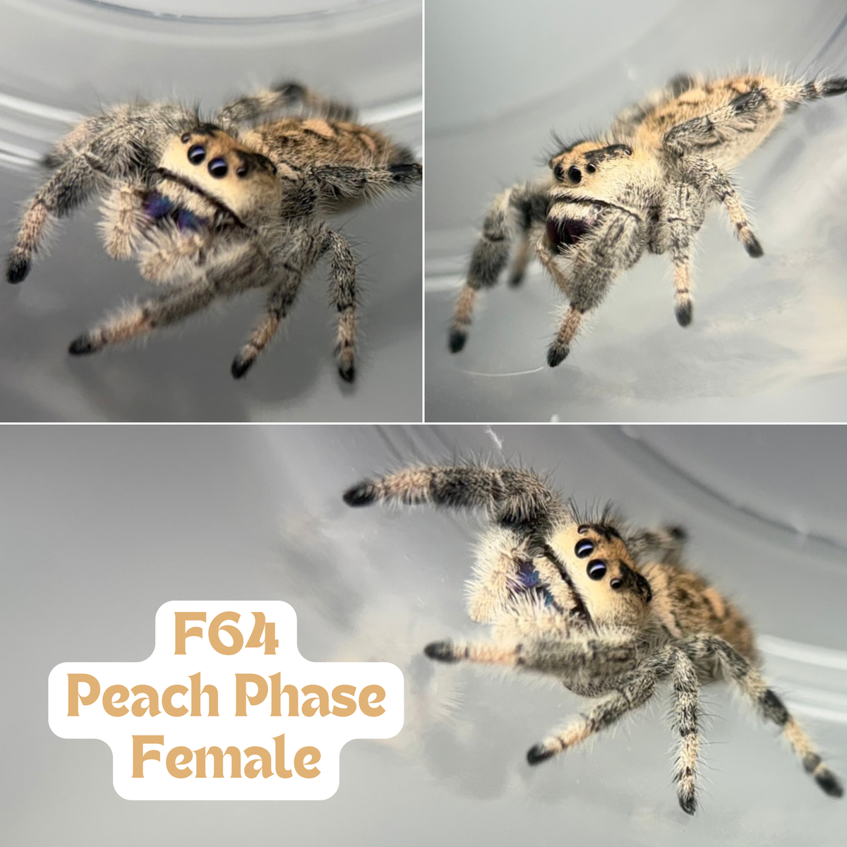 GALAXY CHELS - Regal Jumping Spider (Phidippus regius)