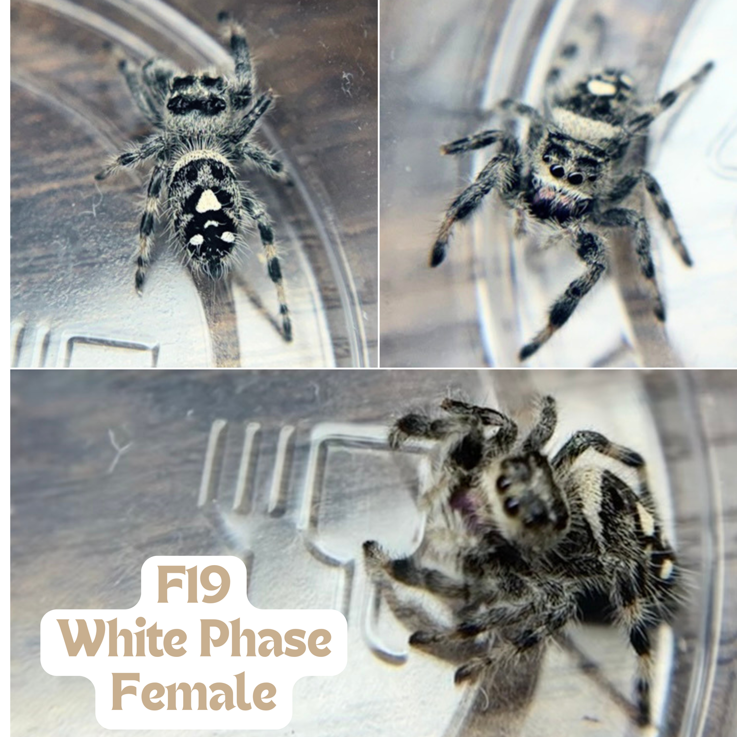 Regal Jumping Spider (Phidippus regius)