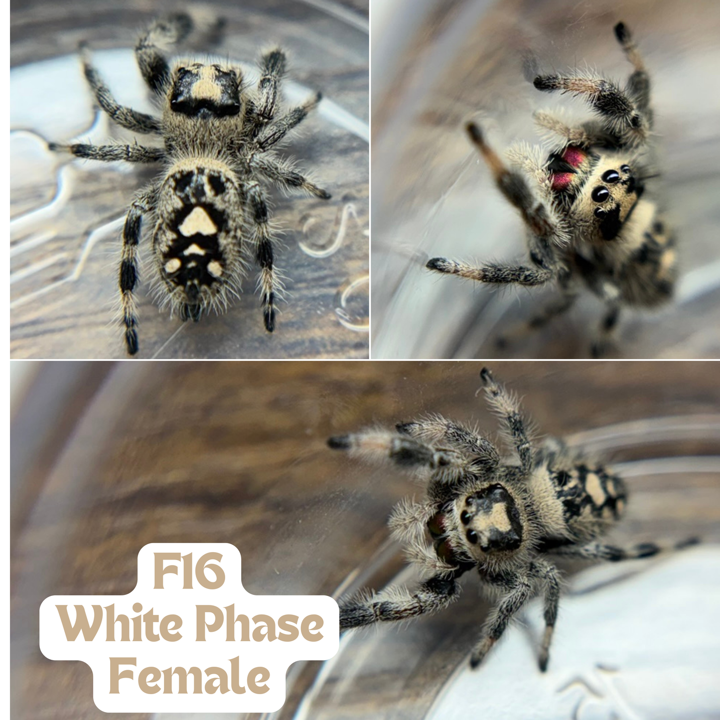 Regal Jumping Spider (Phidippus regius)