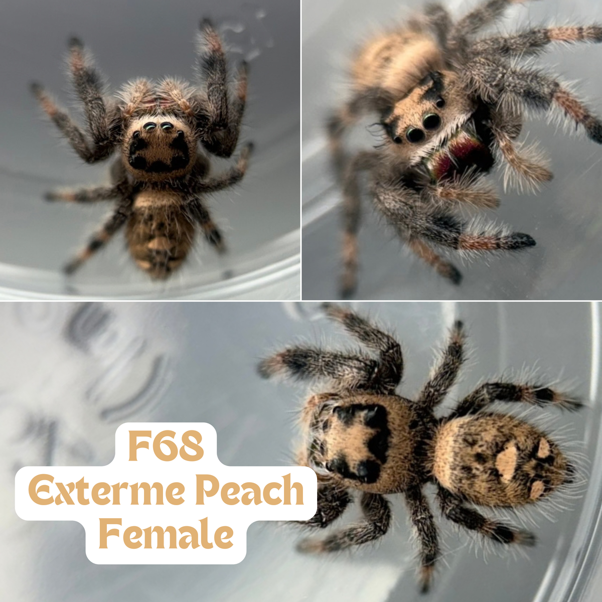 Regal Jumping Spider (Phidippus regius)
