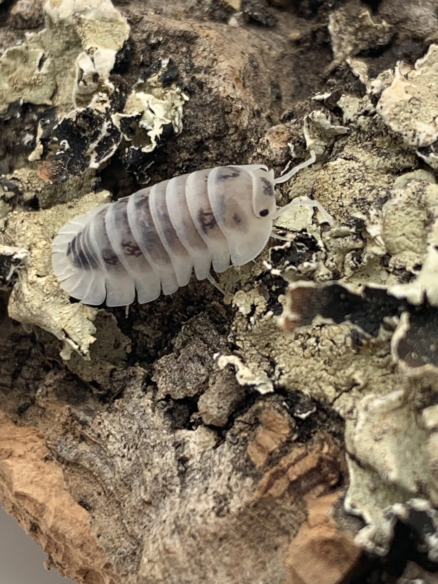 Nesodillo Sp. "Shiro Utsuri"
