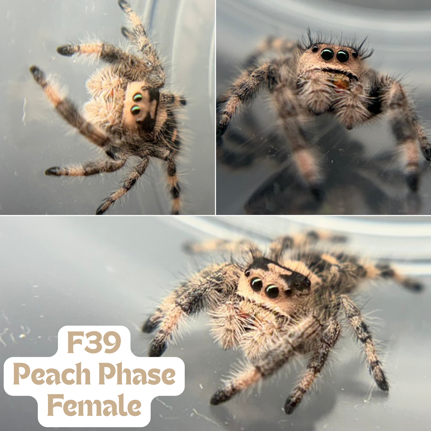 Regal Jumping Spider (Phidippus regius)