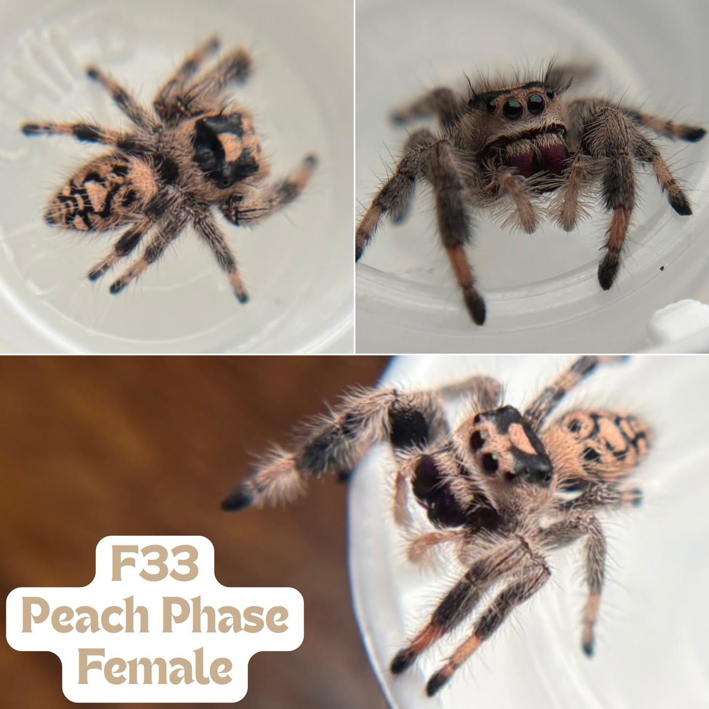 Regal Jumping Spider (Phidippus regius)