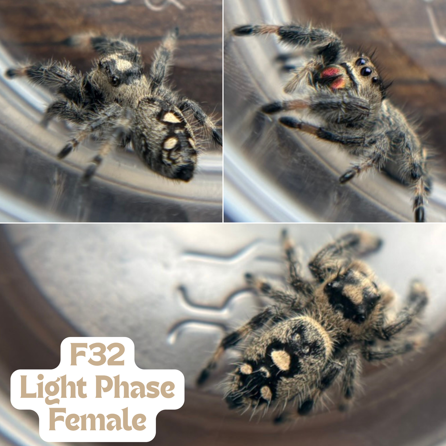 Regal Jumping Spider (Phidippus regius)