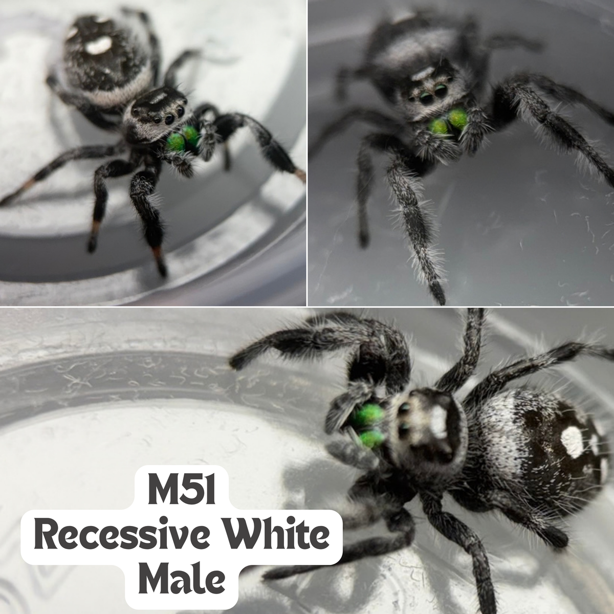 Regal Jumping Spider (Phidippus regius)