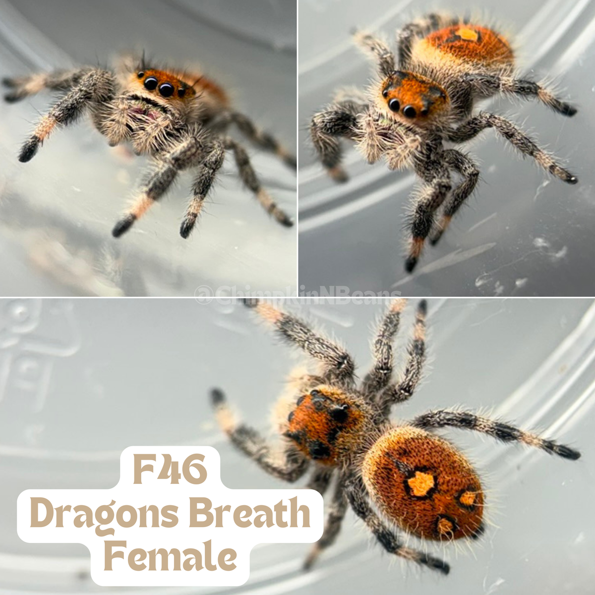 Regal Jumping Spider (Phidippus regius)