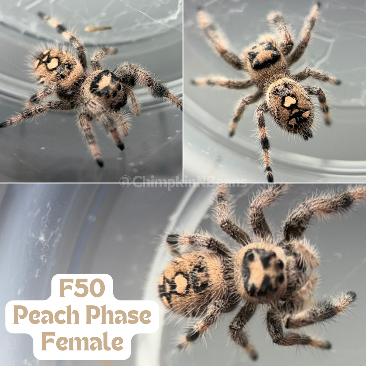 Regal Jumping Spider (Phidippus regius)