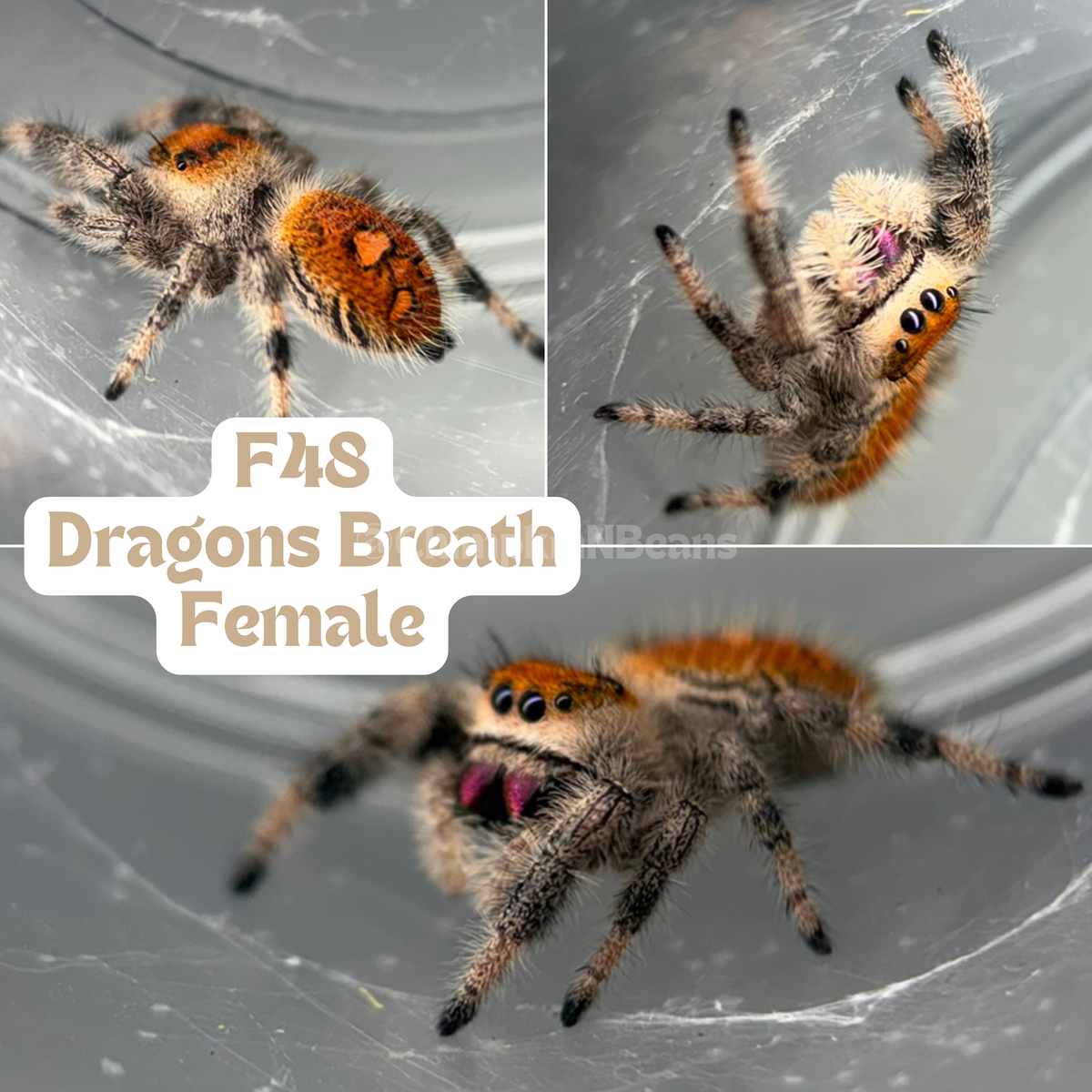 Regal Jumping Spider (Phidippus regius)