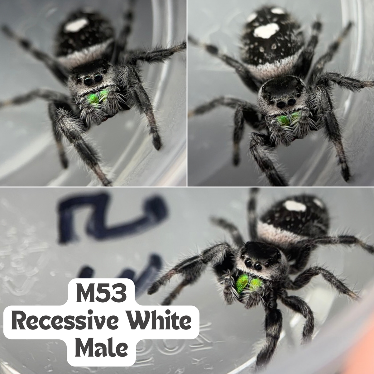 Regal Jumping Spider (Phidippus regius)