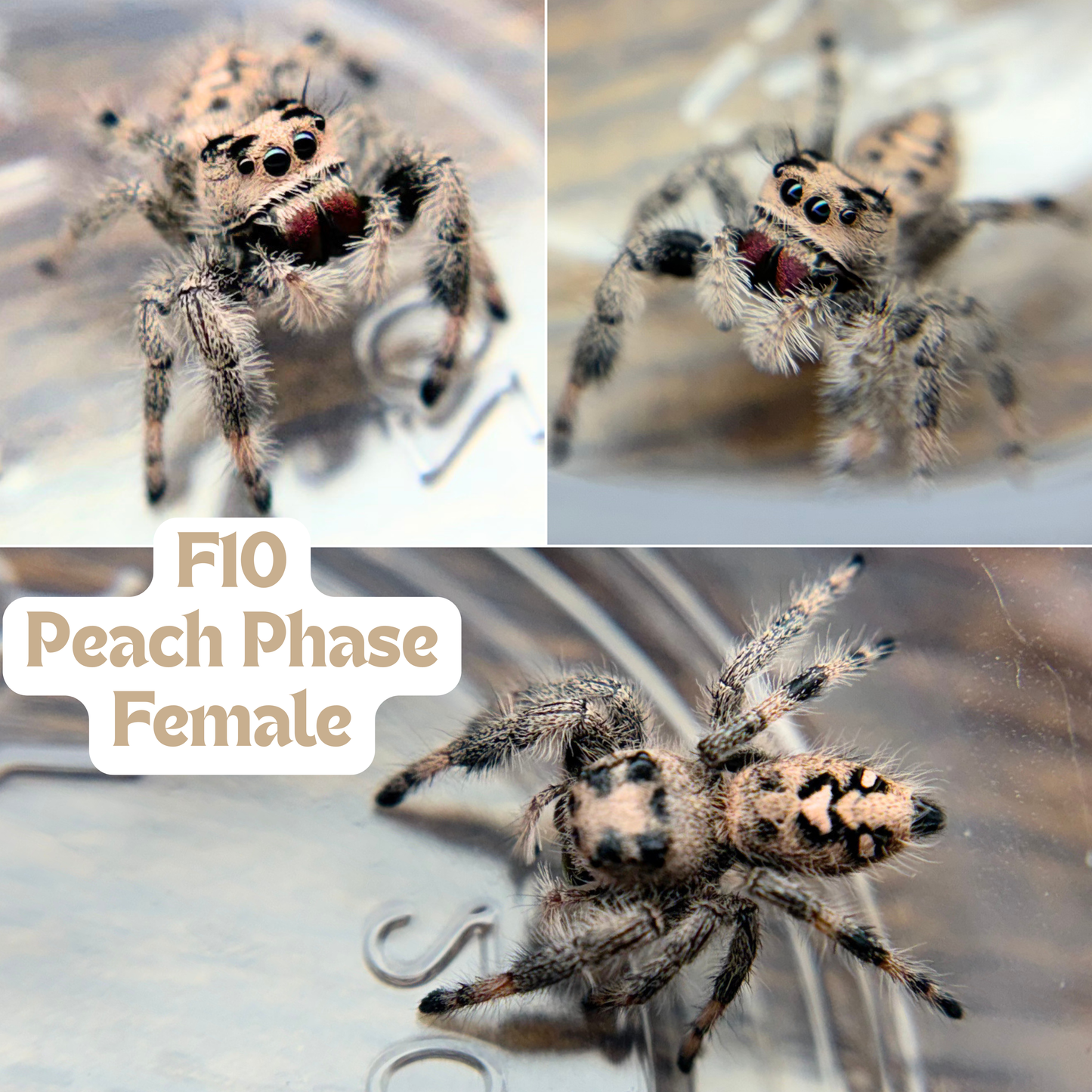 Regal Jumping Spider (Phidippus regius)