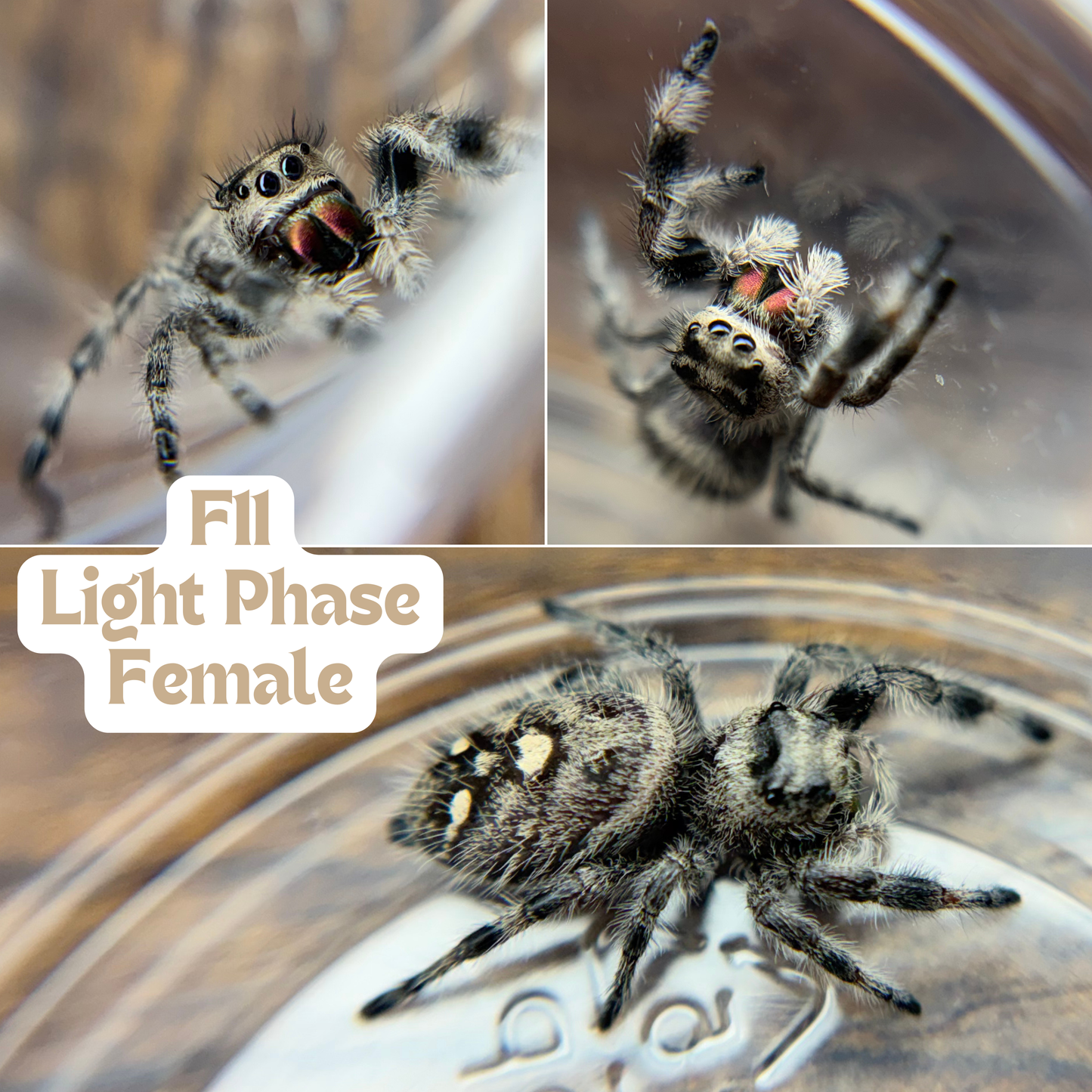 Regal Jumping Spider (Phidippus regius)