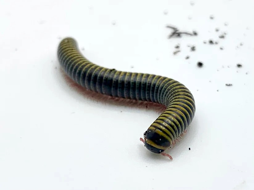 WC Bumblebee Millipede