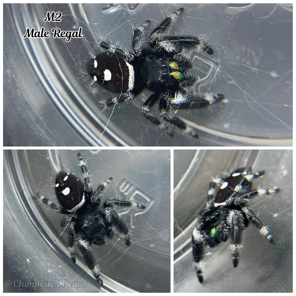 Subadult Male Regal Jumping Spider
