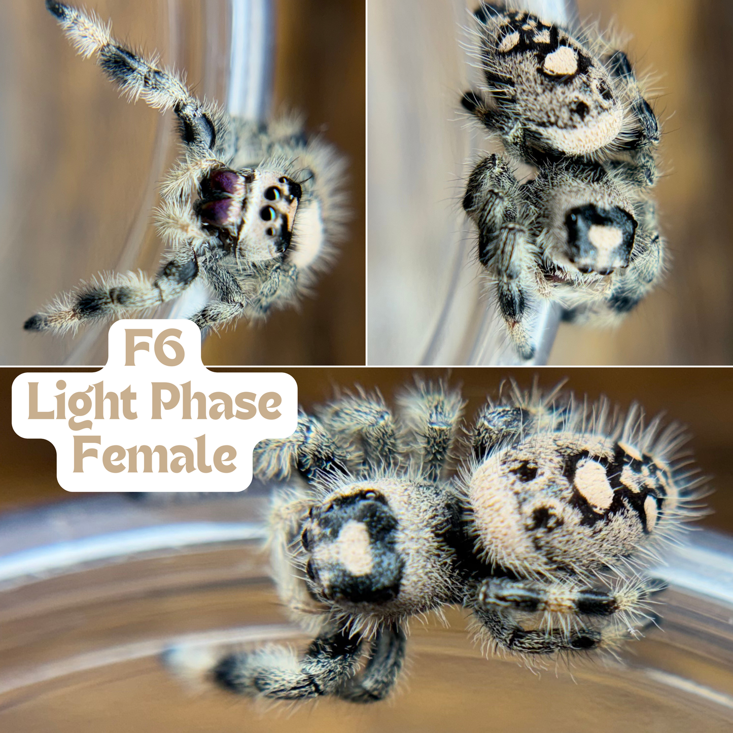 Regal Jumping Spider (Phidippus regius)
