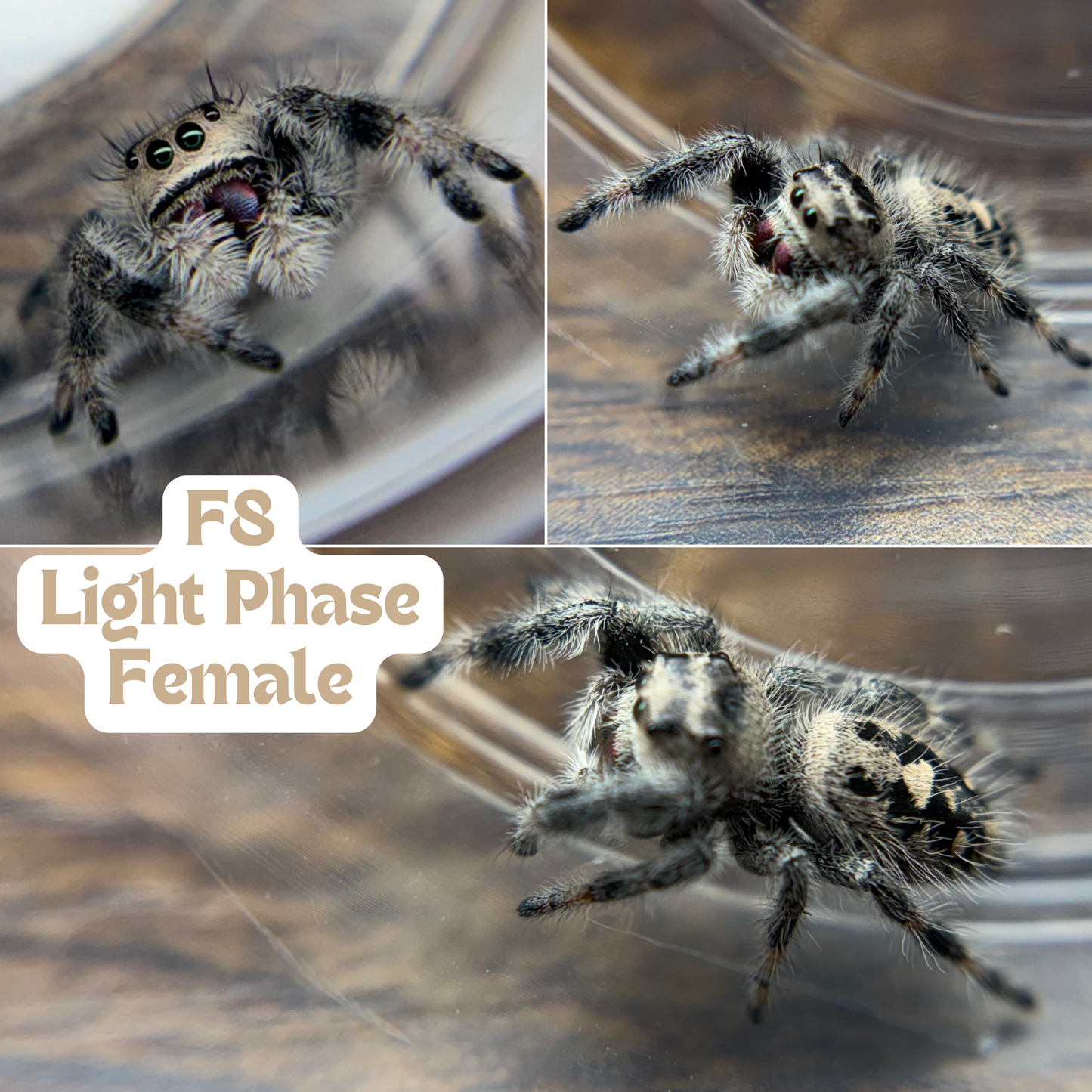Regal Jumping Spider (Phidippus regius)