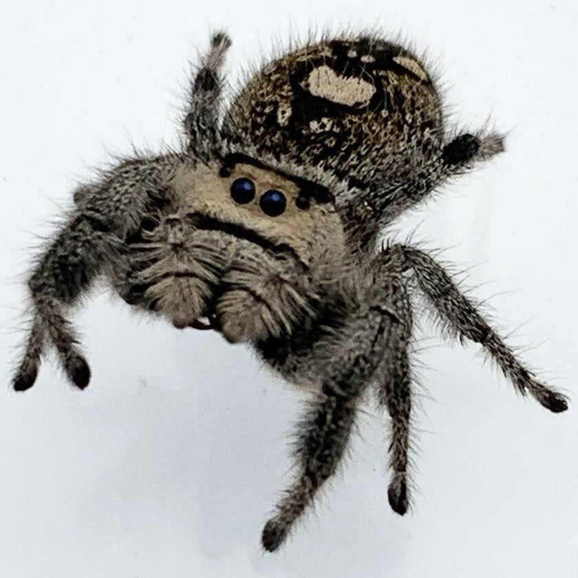 Regal Jumping Spider