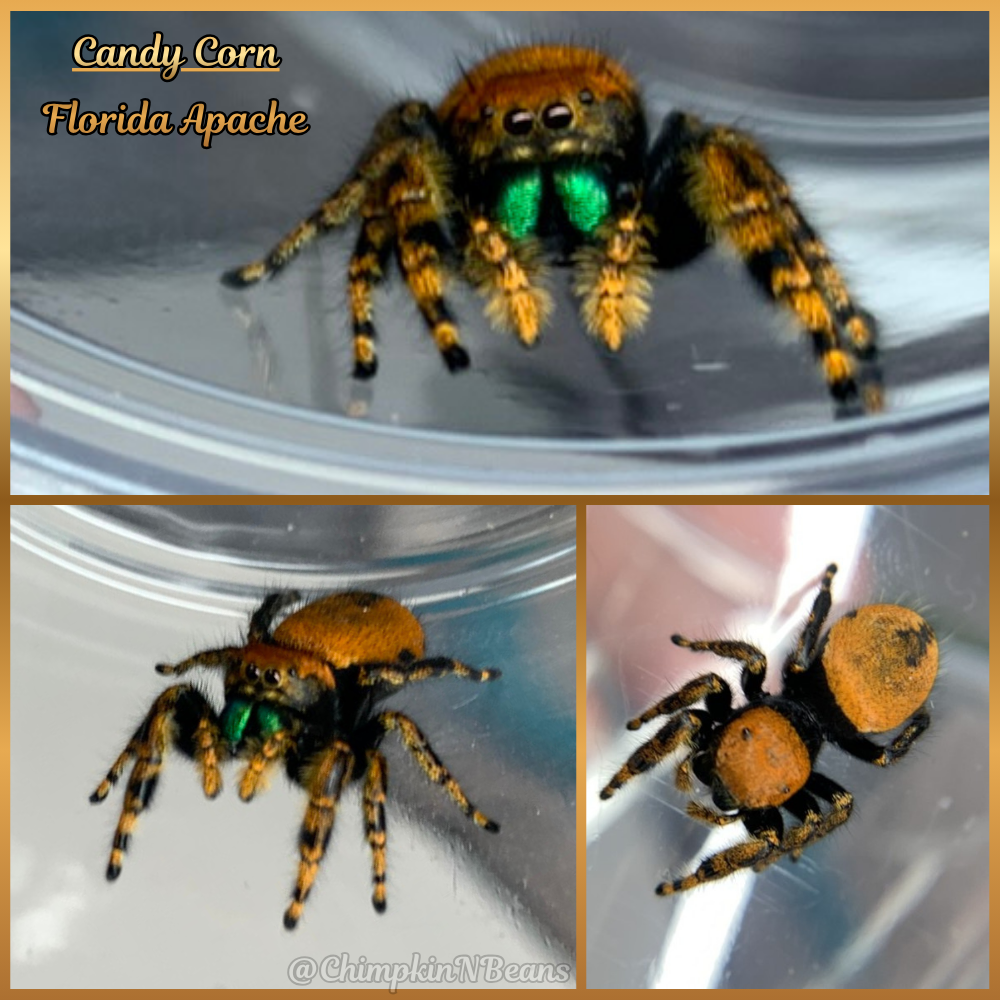 Florida Apache Jumping Spider