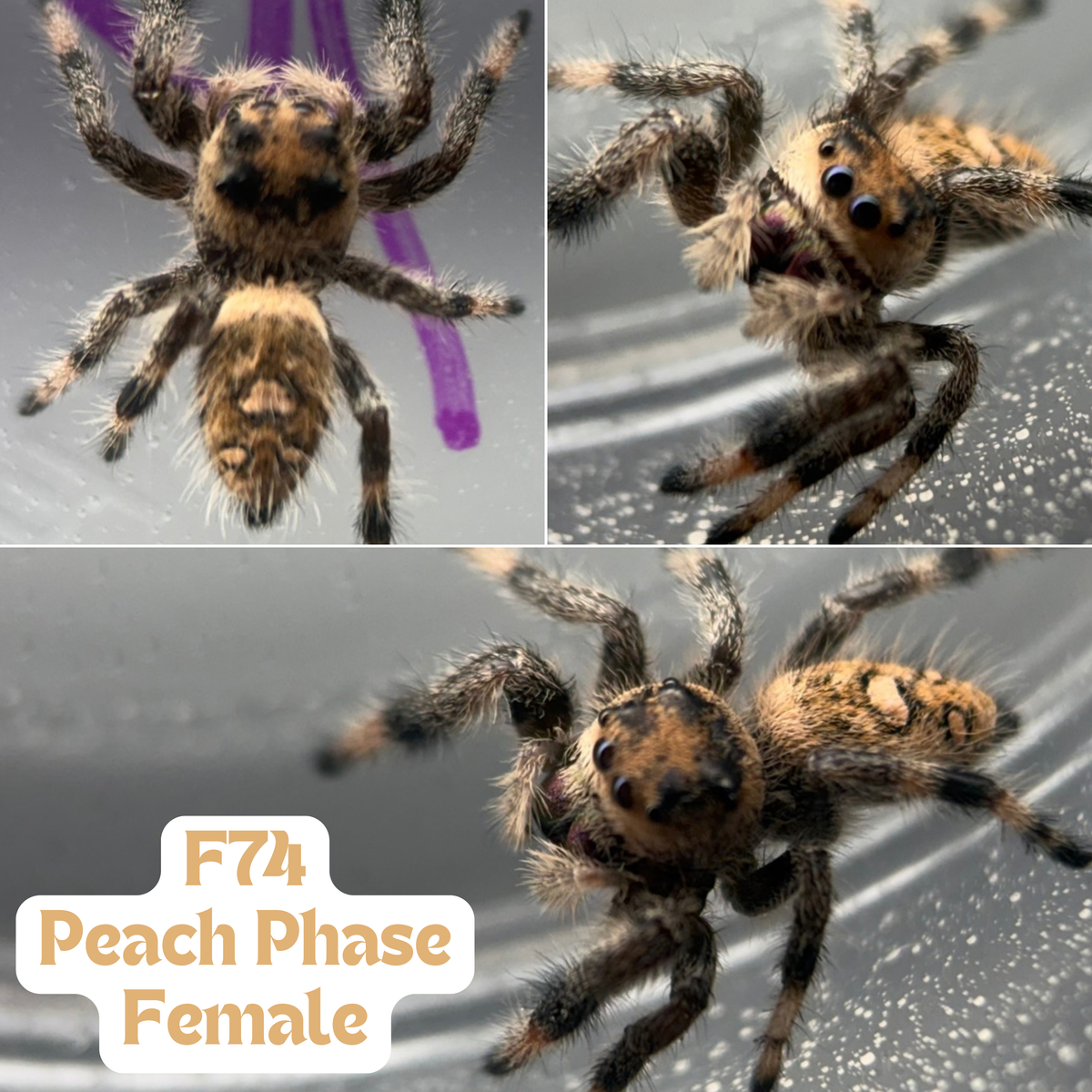 Regal Jumping Spider (Phidippus regius)
