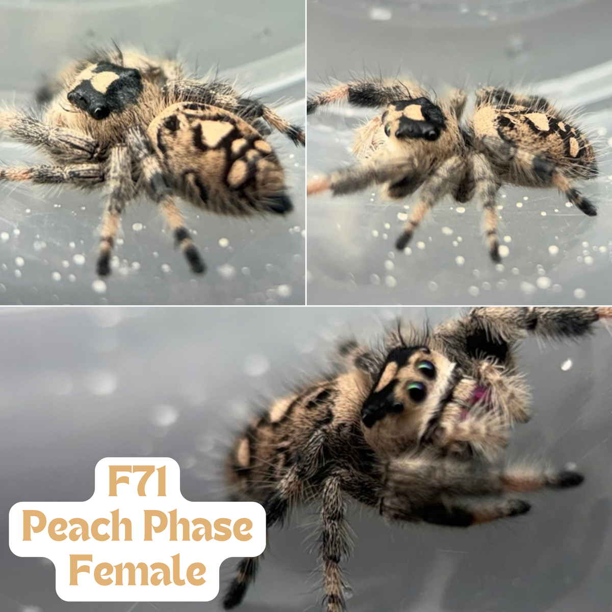 Regal Jumping Spider (Phidippus regius)