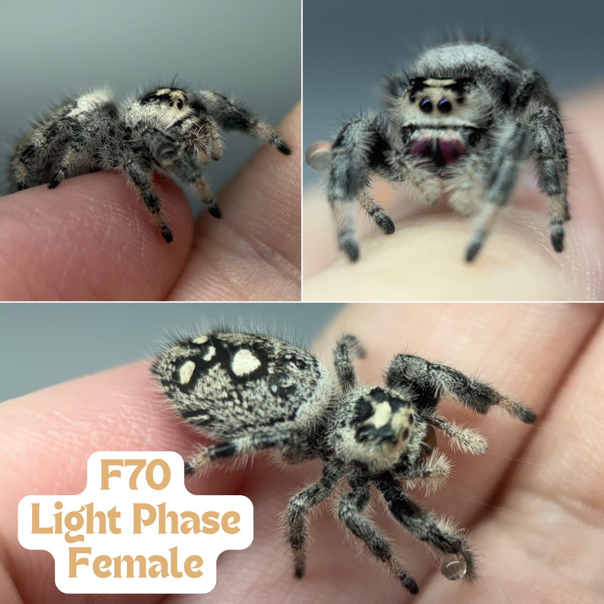 Regal Jumping Spider (Phidippus regius)