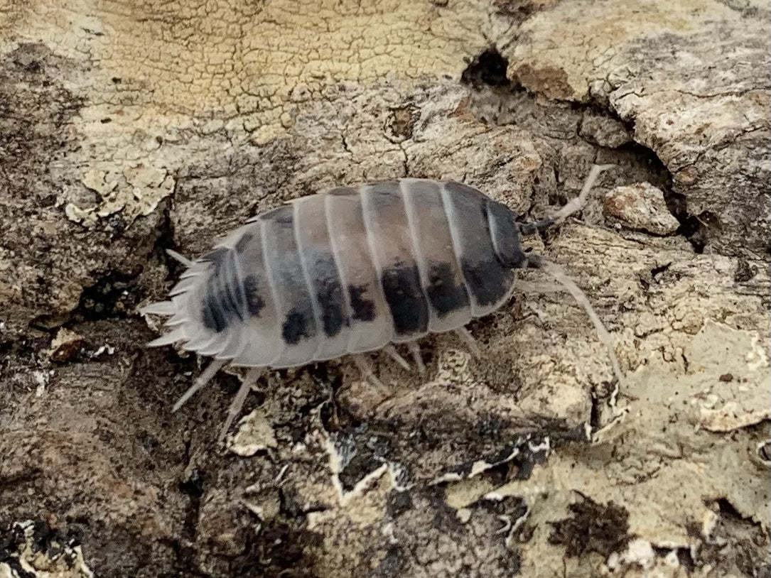 Porcellio laevis “Dairy Cow”