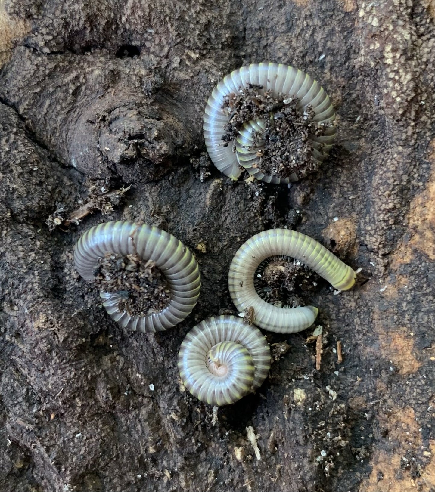 WC Bumblebee Millipede