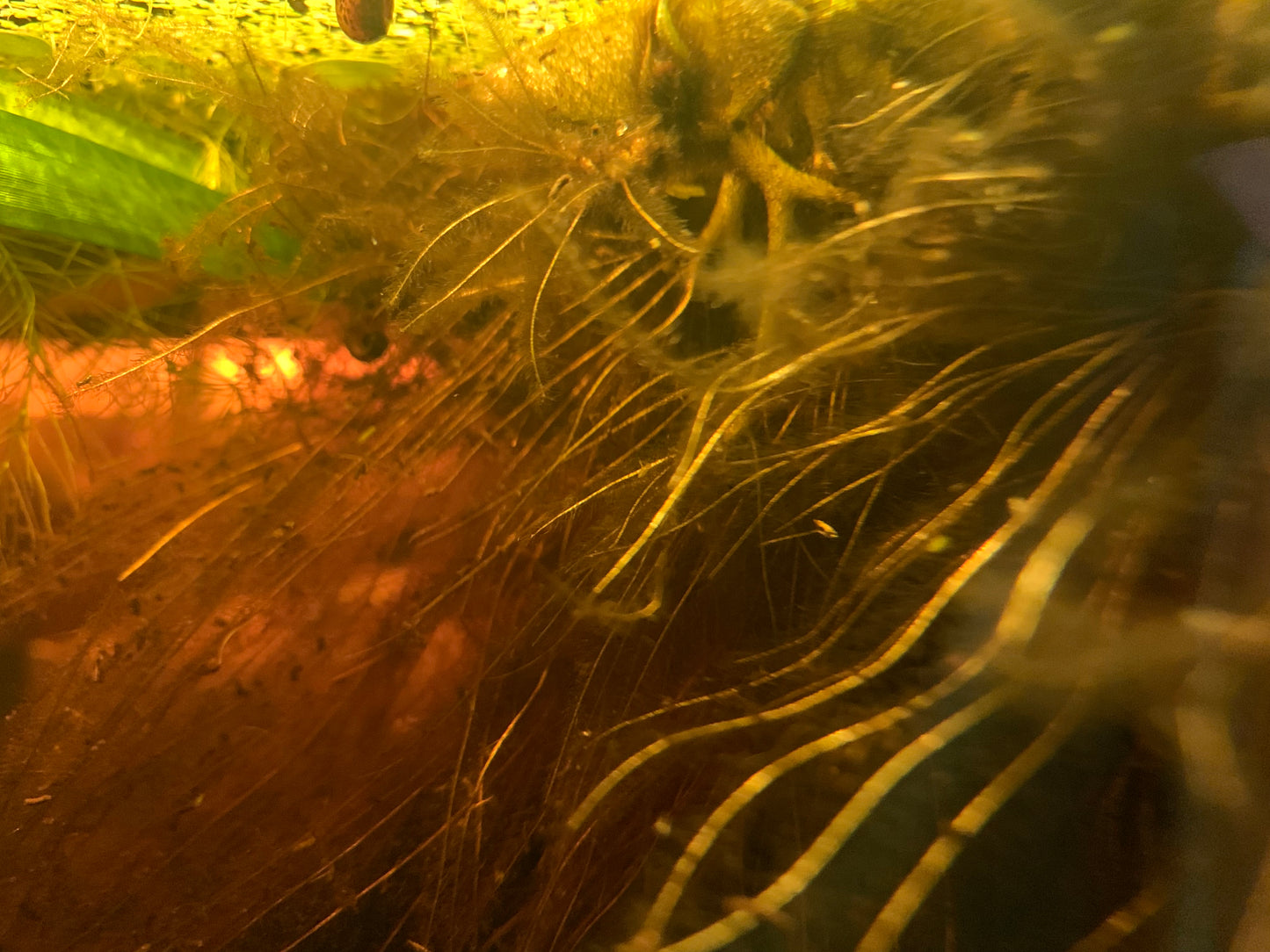 Salvinia Oblongifolia