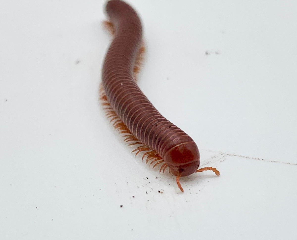 Scarlet Millipede