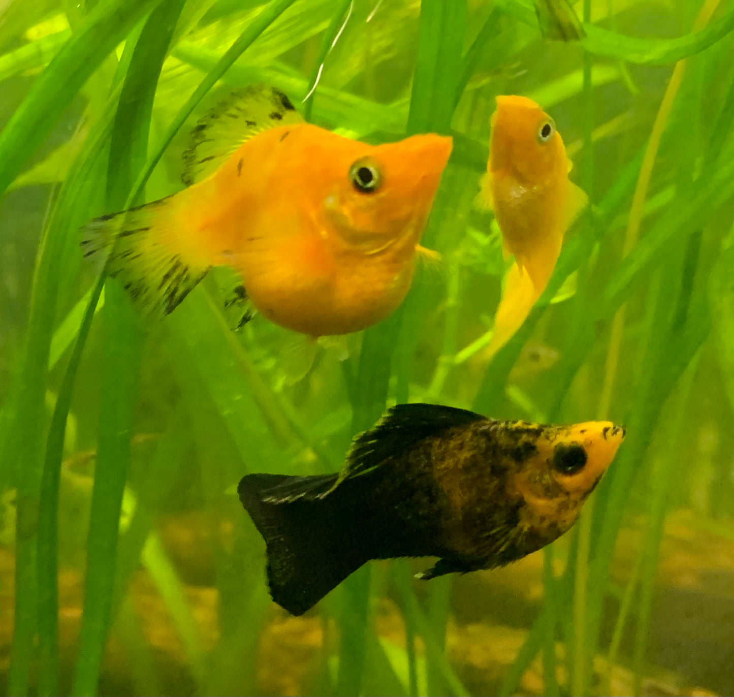 Assorted Balloon Molly