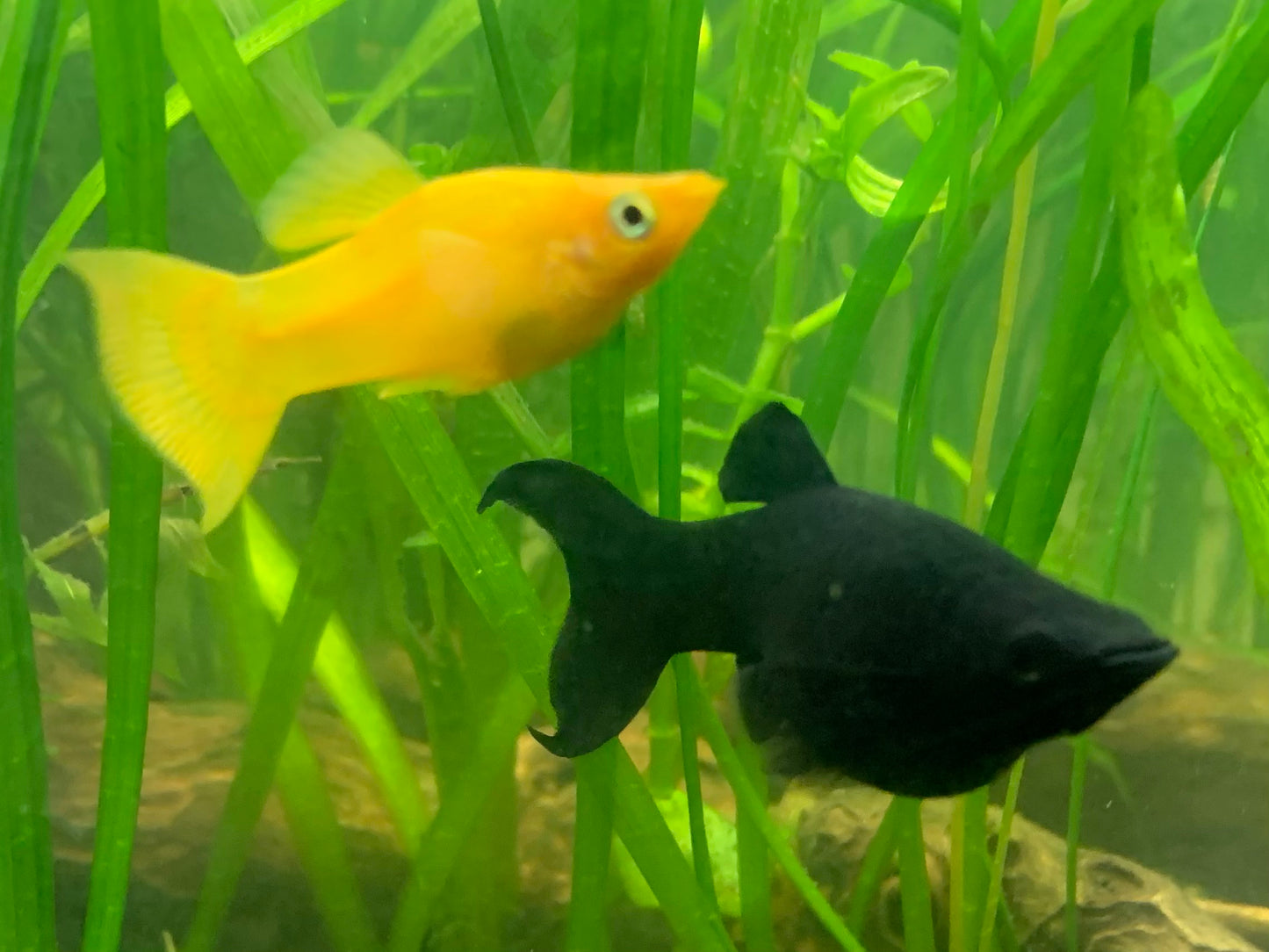 Assorted Lyretail Molly