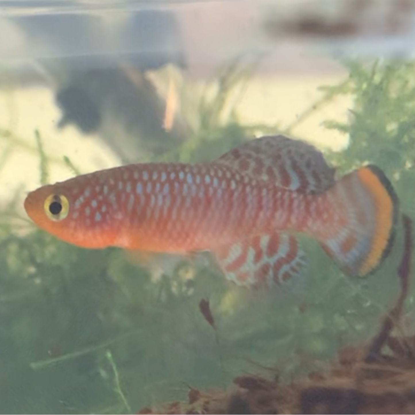 Nothobranchius rachovii