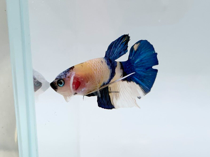 Yellow Koi Betta Fish | Assorted