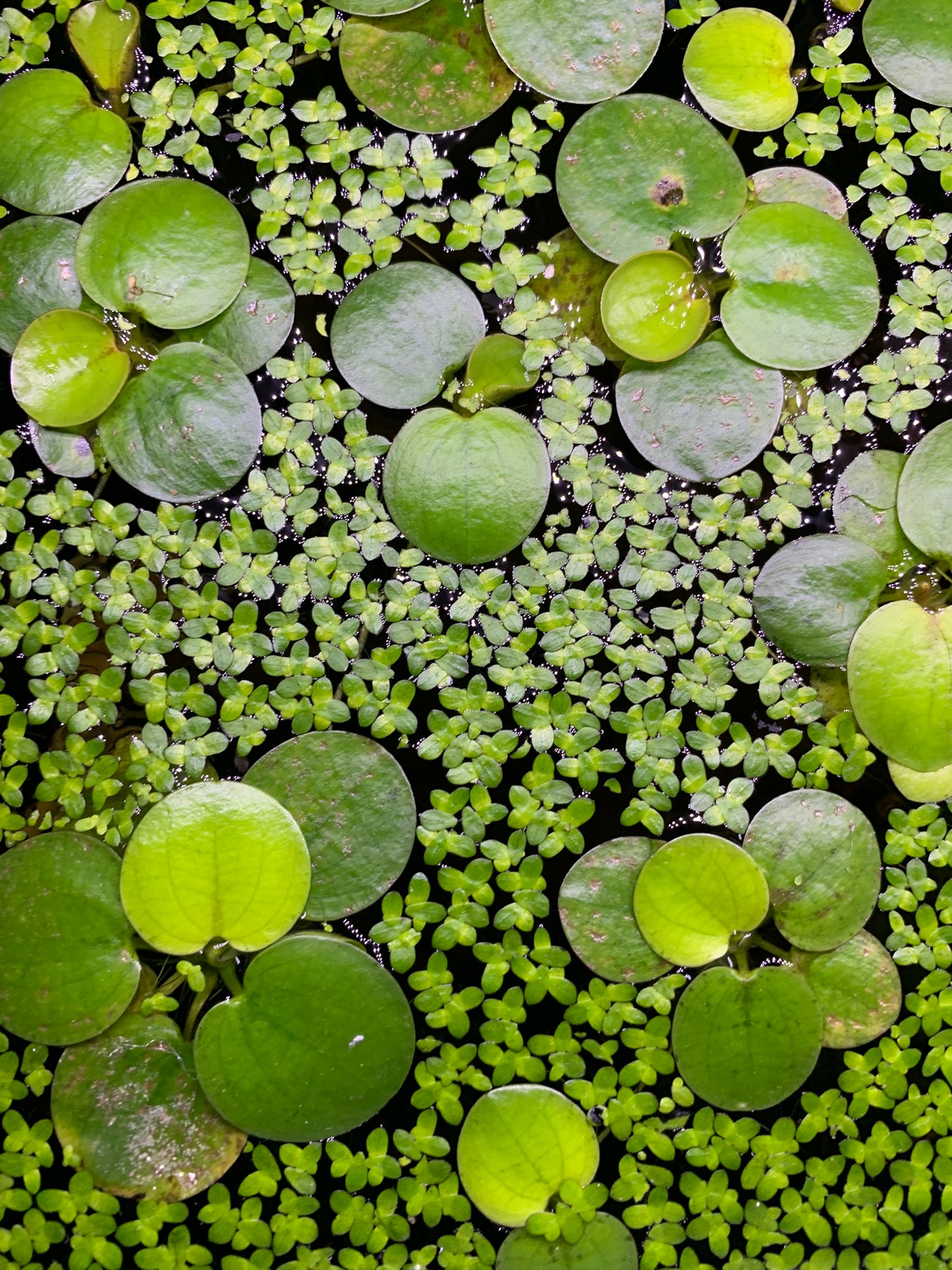 Duckweed