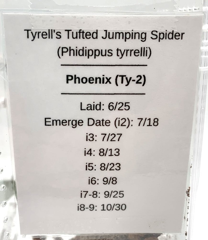 Ghost Mantis (Phyllocrania paradoxa)