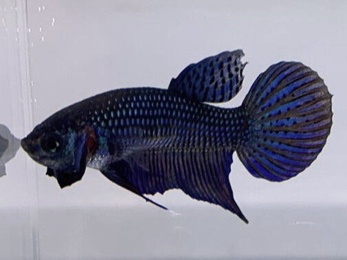 Green Wild Type Hybrid | Male | S2-6 | WYSIWYG Betta Fish