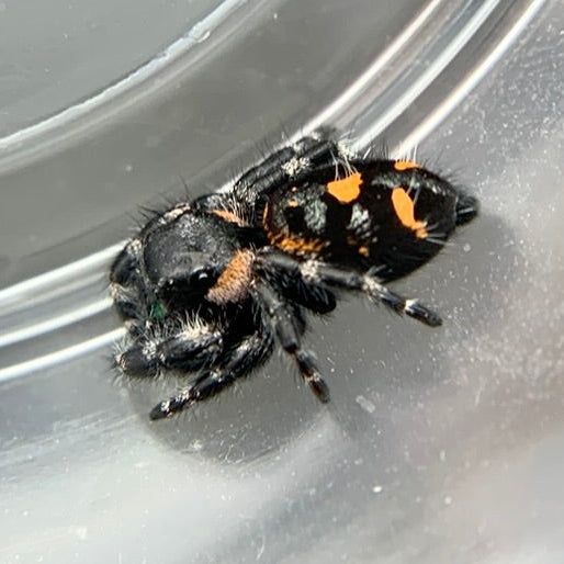Bryantae Bold Jumping Spider