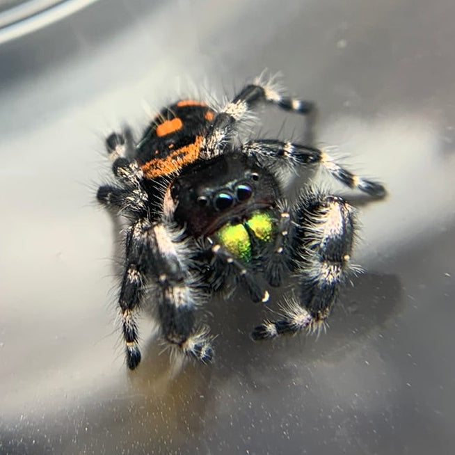 Bryantae Bold Jumping Spider