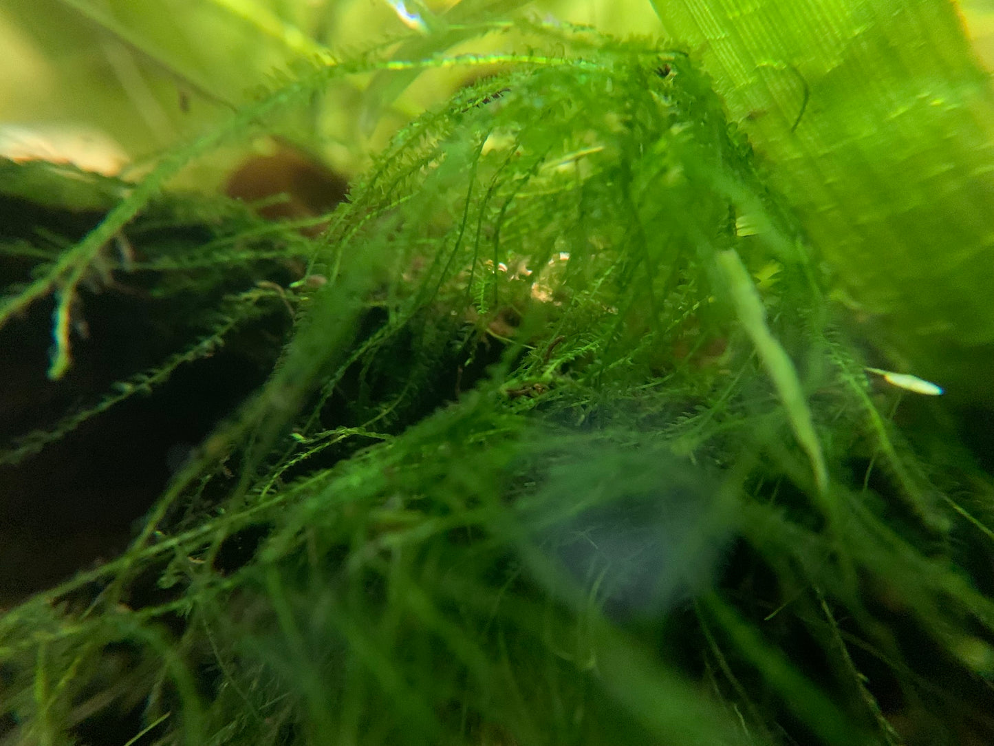 Weeping Moss