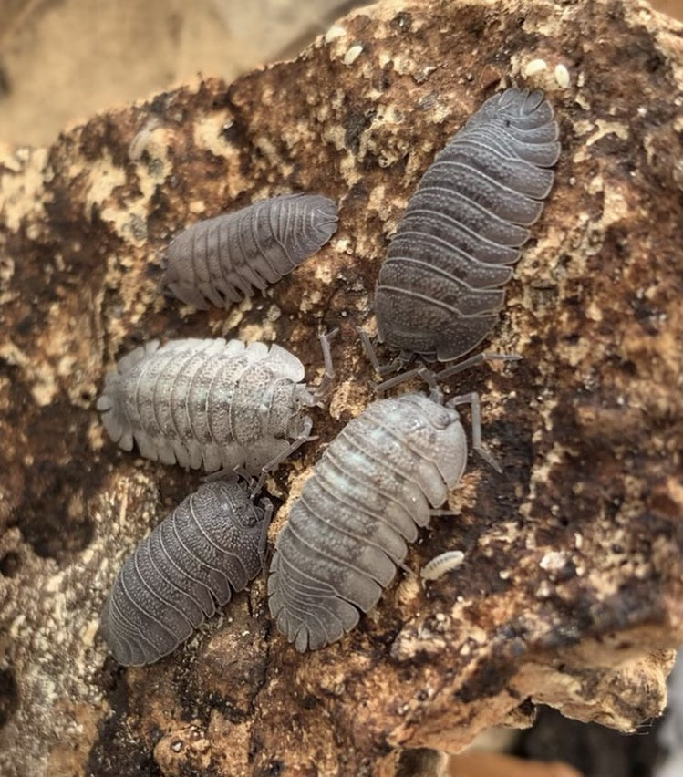 Armadillidium Peraccae