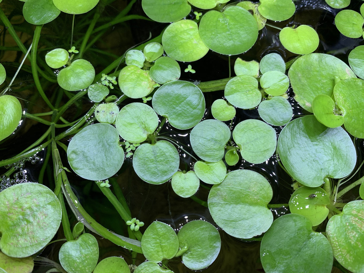 Amazon Frogbit (Hydrocharis Laevigata)
