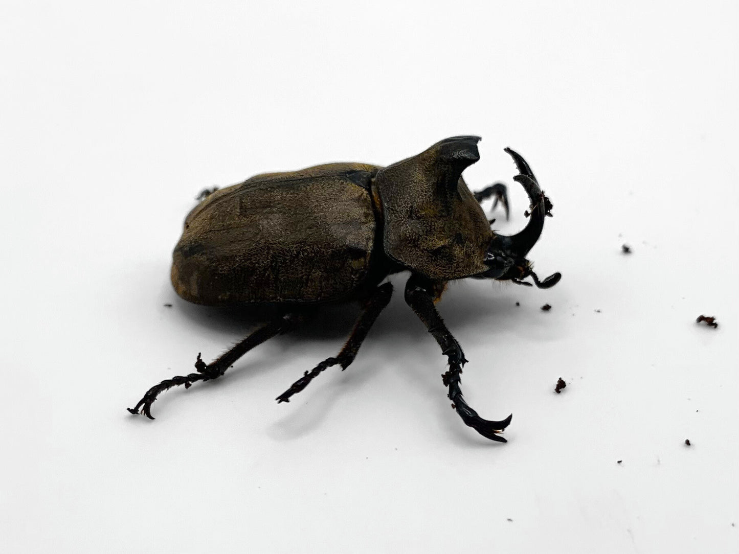 Tempest Rhino Beetle (Allomyrina pfeifferi)