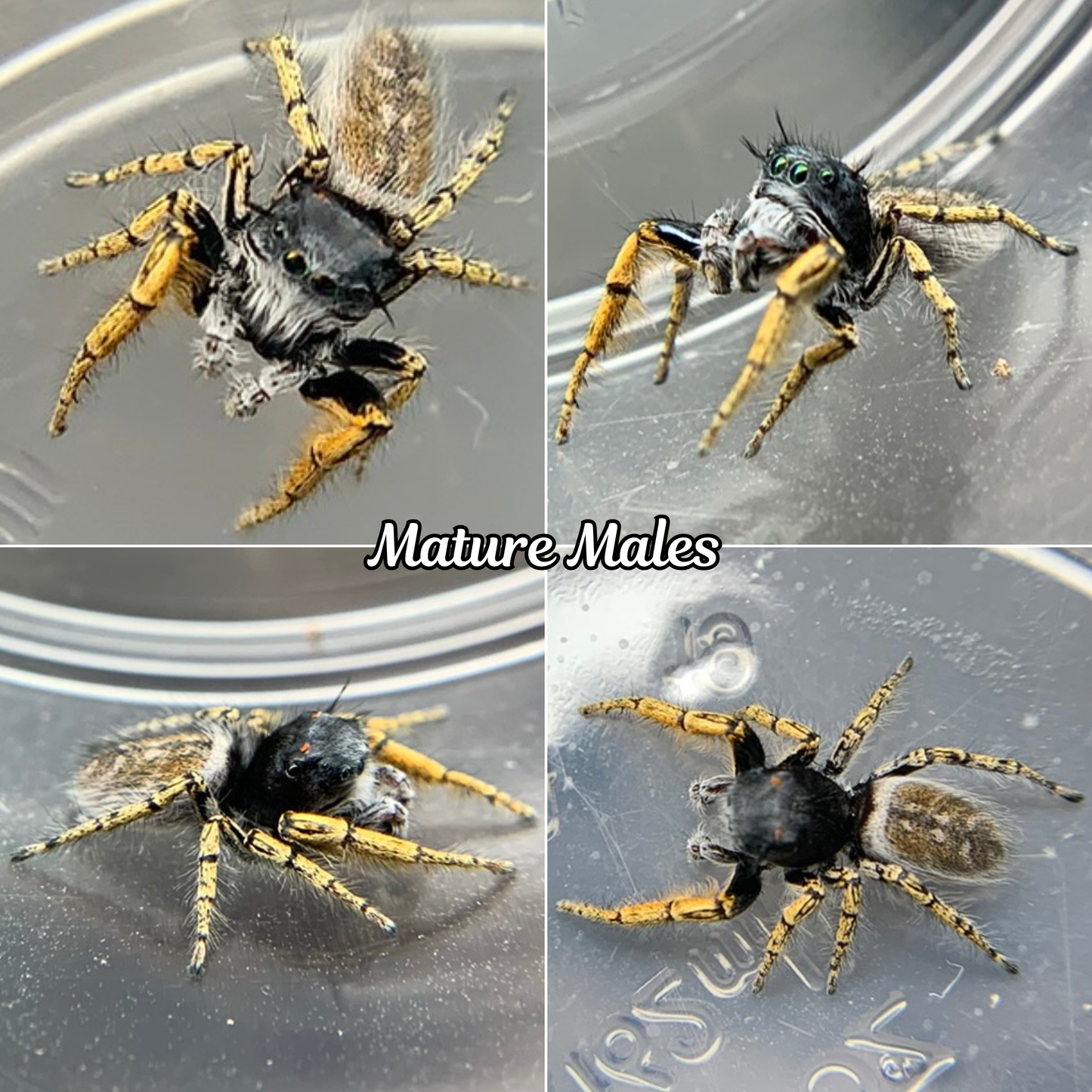 High Eyelashed Jumping Spider