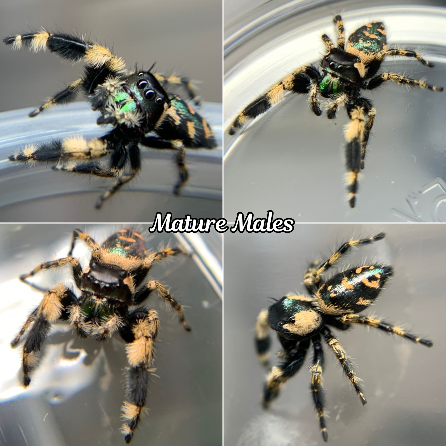 Canopy Jumping Spider