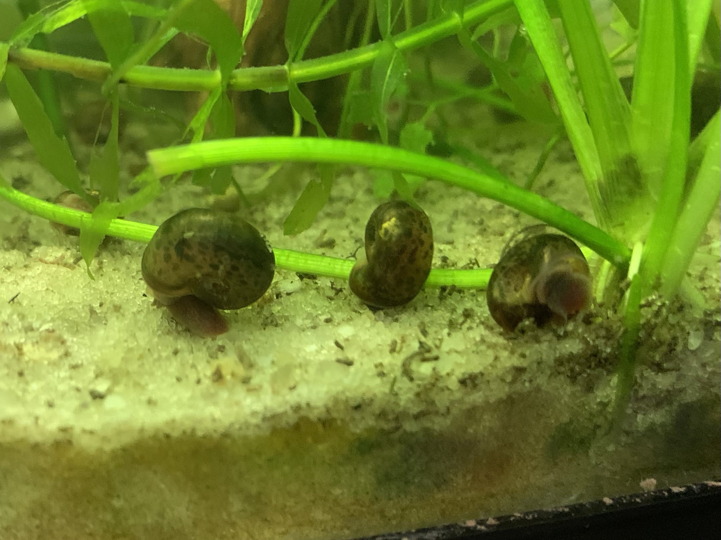 Leopard Ramshorn Snails