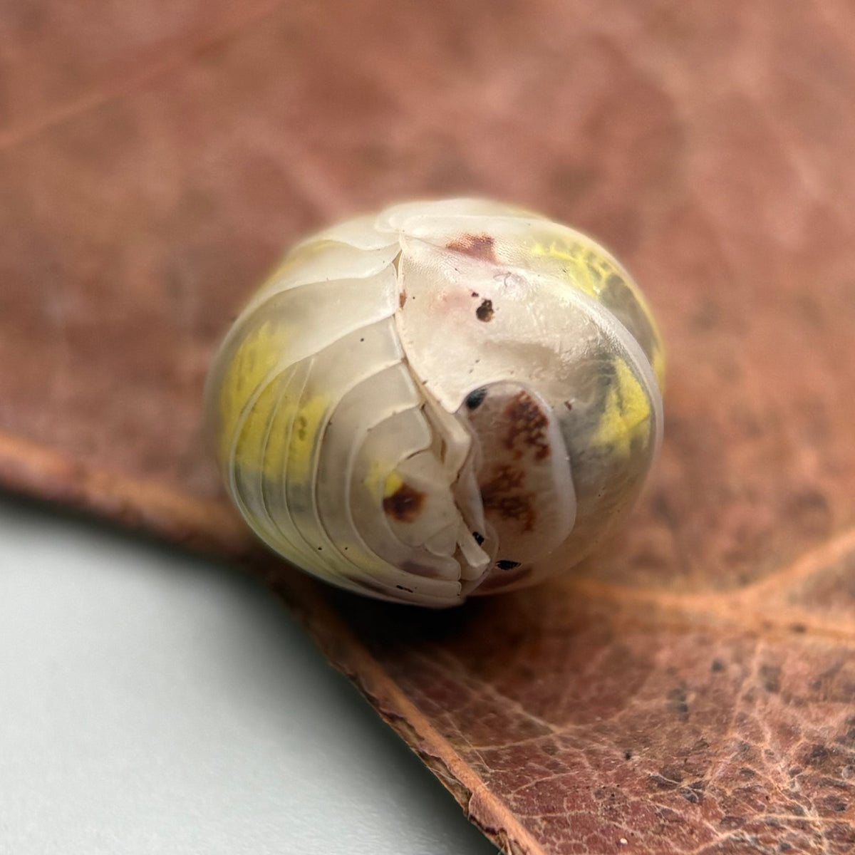 Armadillidium vulgare “Japanese Magic Potion”