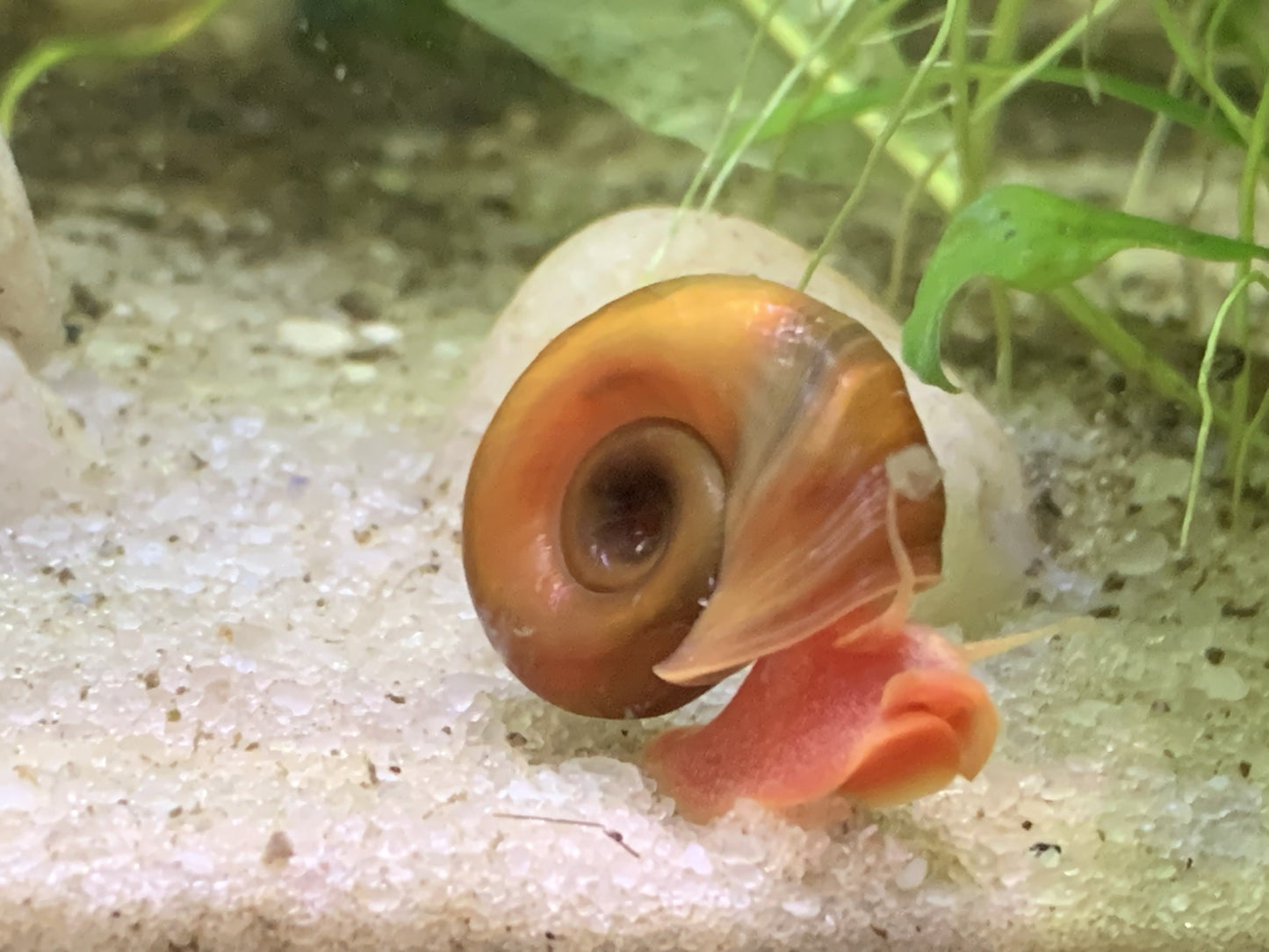 Pink Ramshorn Snail