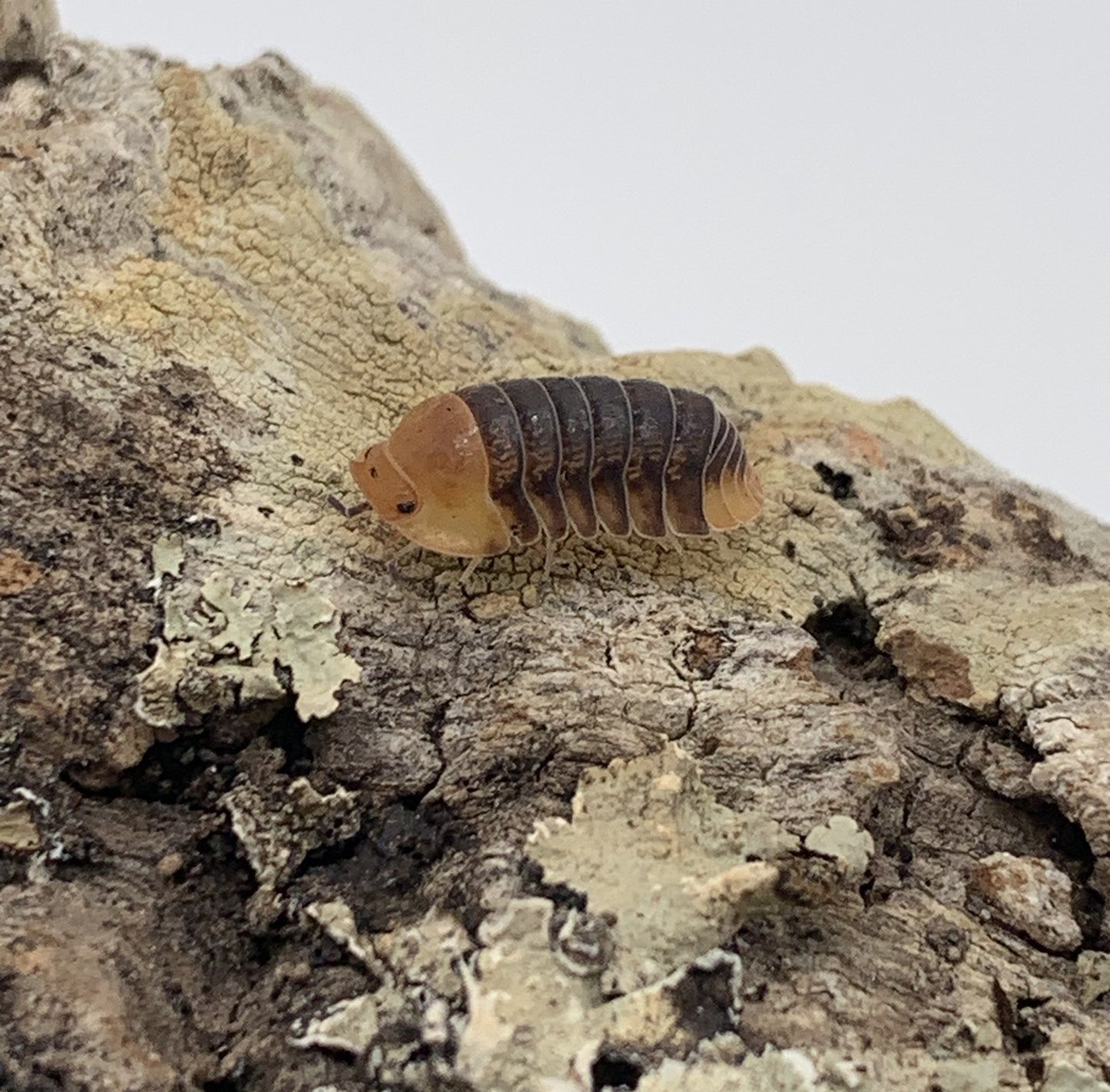 Cubaris Sp. "Rubber Ducky"