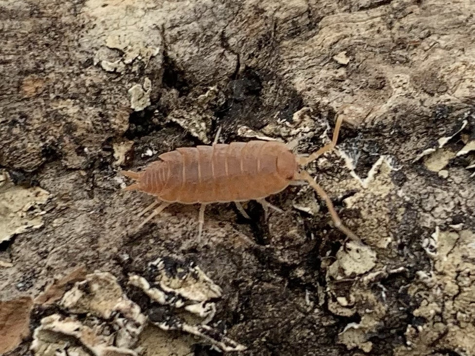 Porcellionides Pruinosus "Powder Orange"