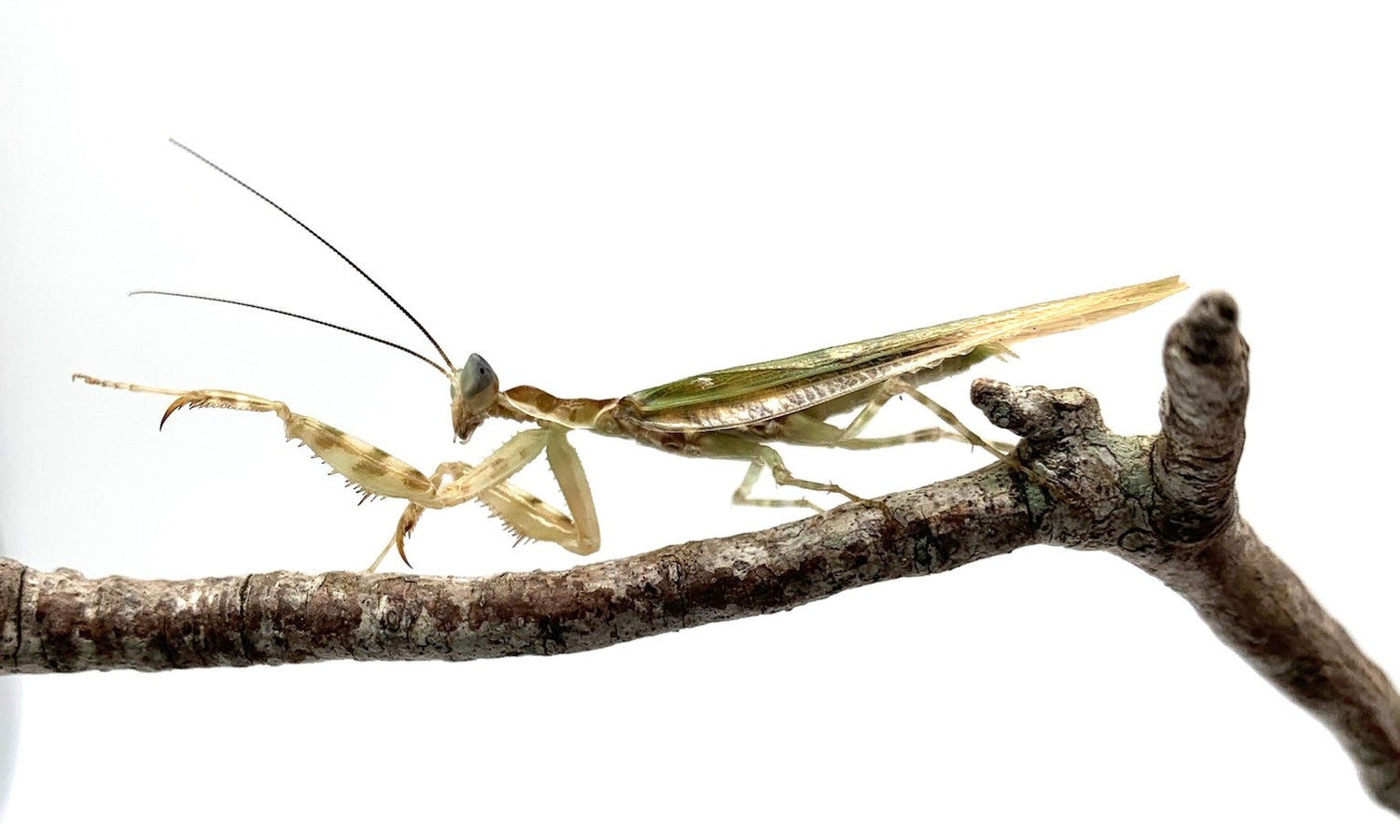 Mantises/Phasmids